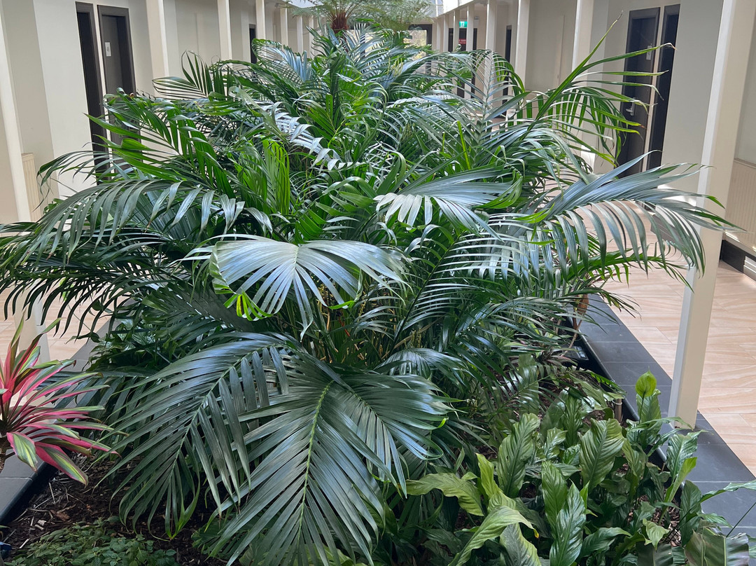 胡椒玛诺屋主图