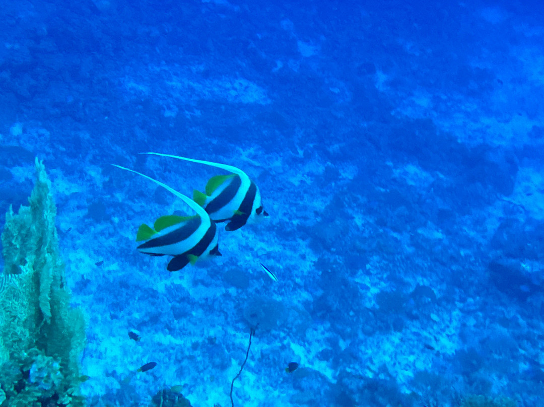 Drop Dive Maldives景点图片