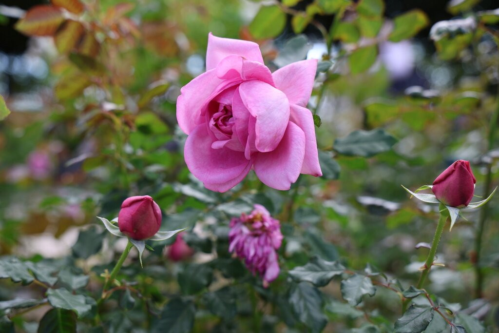 Rose Garden-吹田市必去景点