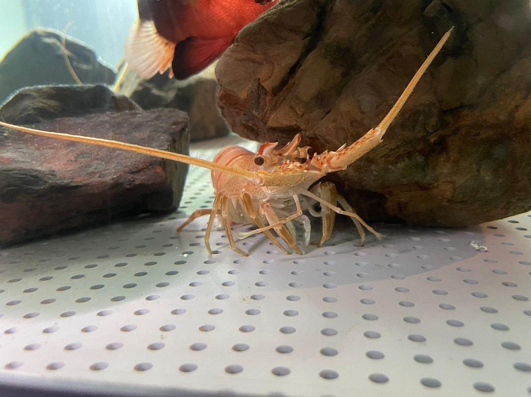 Muroto Haiko Aquarium-室户市必去景点