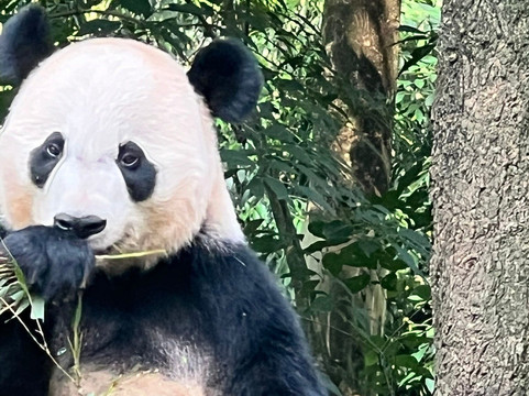 SichuanFun-成都必去景点