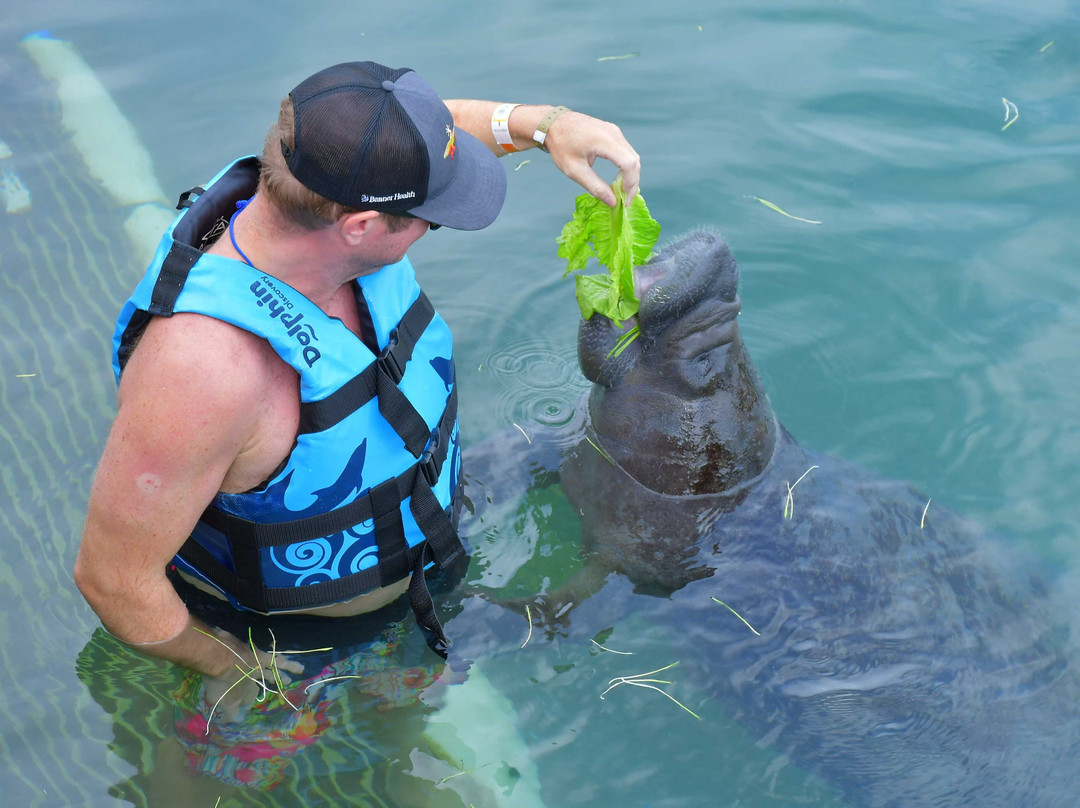 Dolphin Discovery Dreams Puerto Aventuras-阿范特拉斯港必去景点