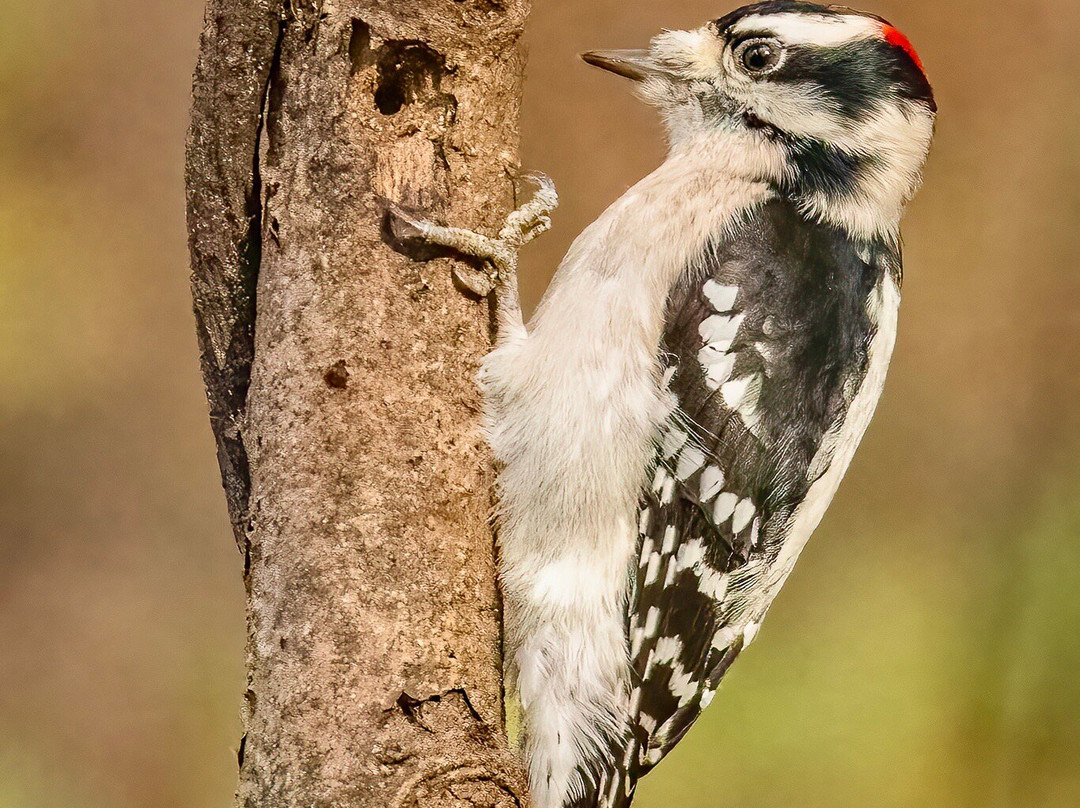 Norman Bird Sanctuary景点图片