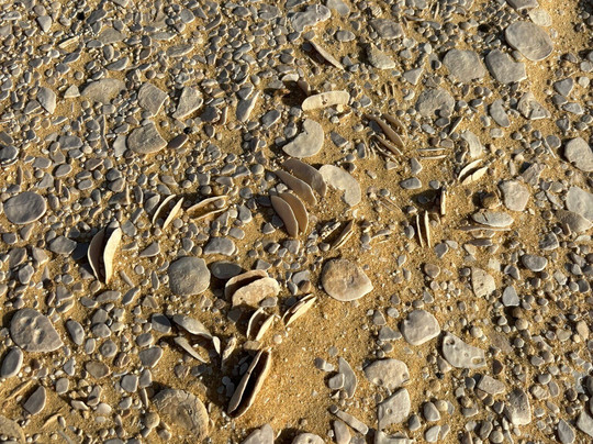 Ashour tour-吉萨必去景点