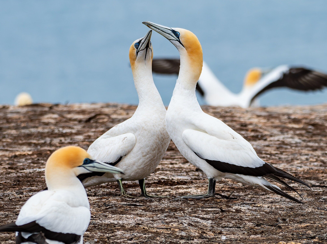 Gannet Safaris Overland-Te Awanga必去景点