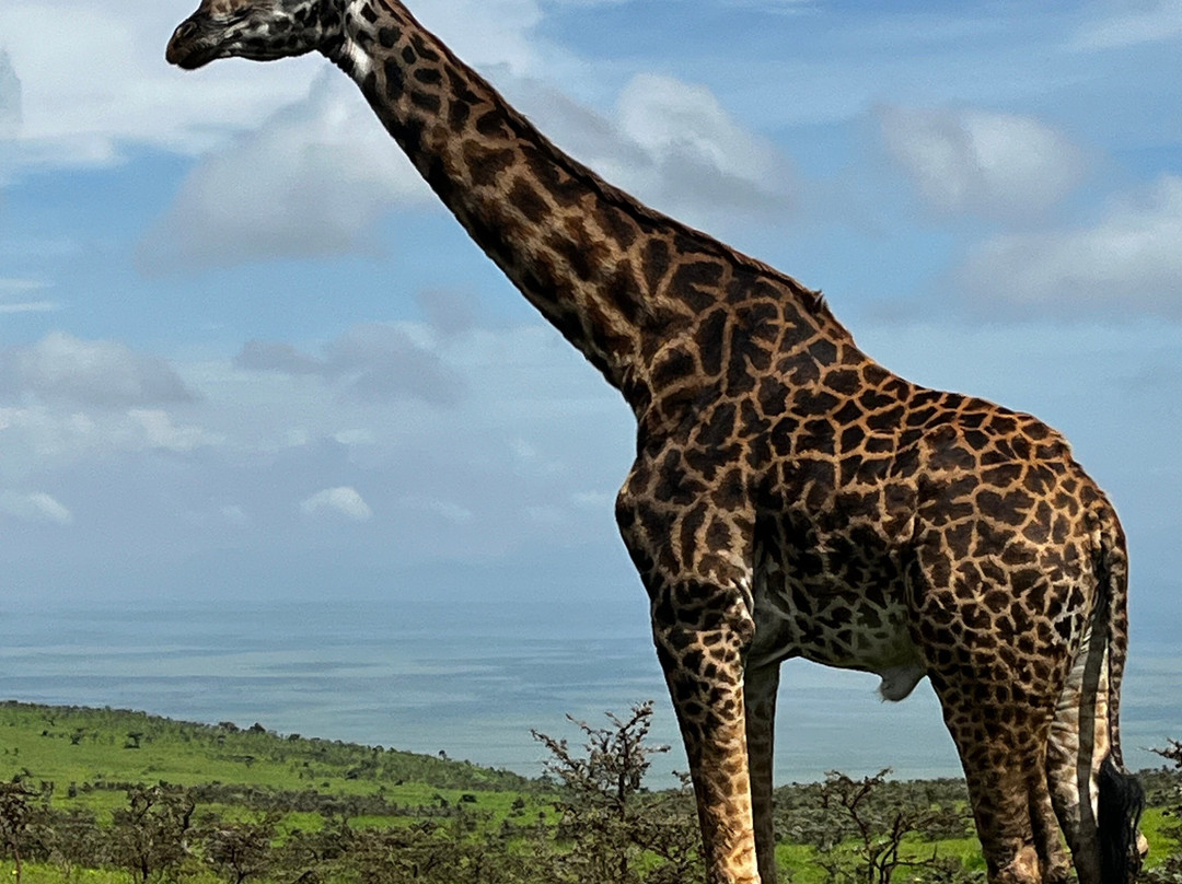 Regal African Safaris景点图片