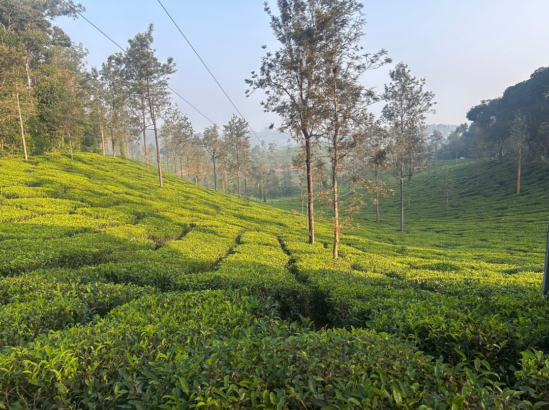 Tea Town Kerala - Wayanad景点图片
