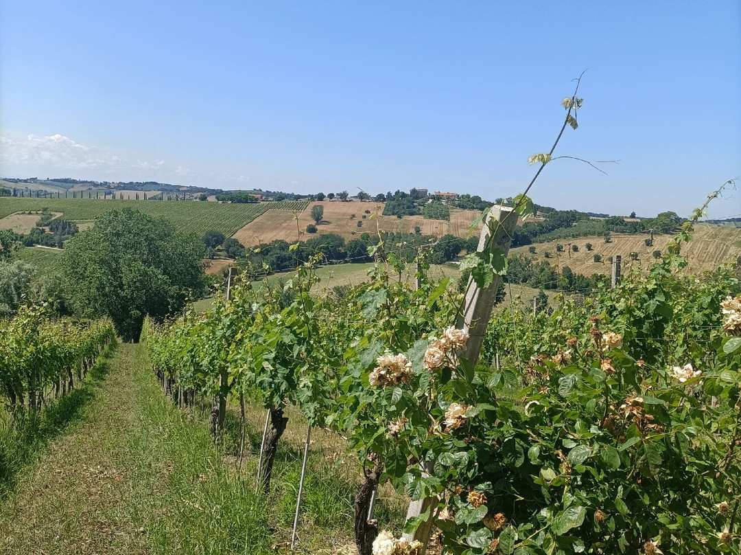 Marotti Campi-Morro d'Alba必去景点