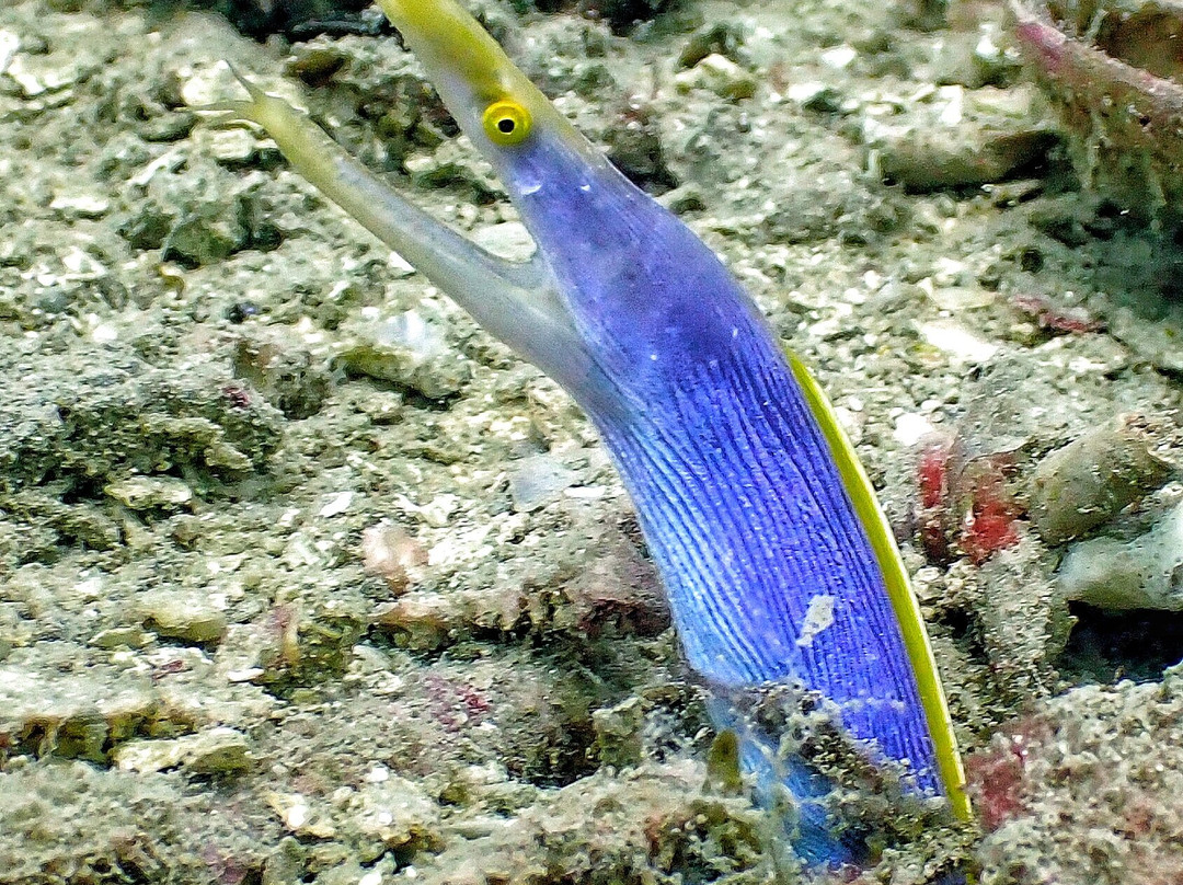 Double Deep diving center-诺西贝必去景点