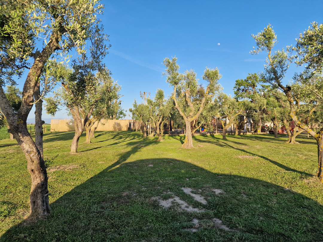 Agriturismo Bio Fattoria Di Pietra主图