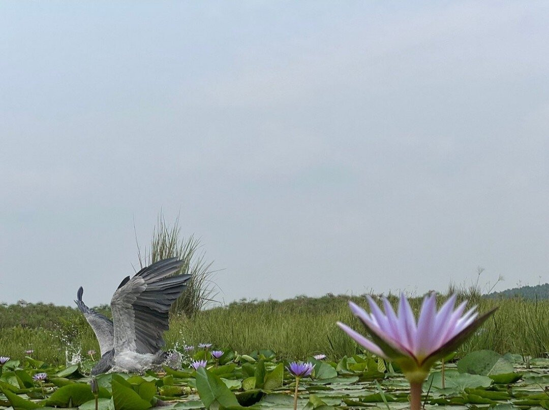 Mabamba Swamp Shoebills Watching-Kira Town必去景点