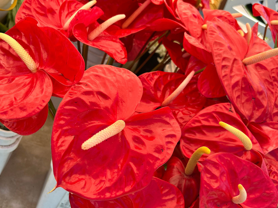 Waimea Midweek Market-卡慕也拉必去景点