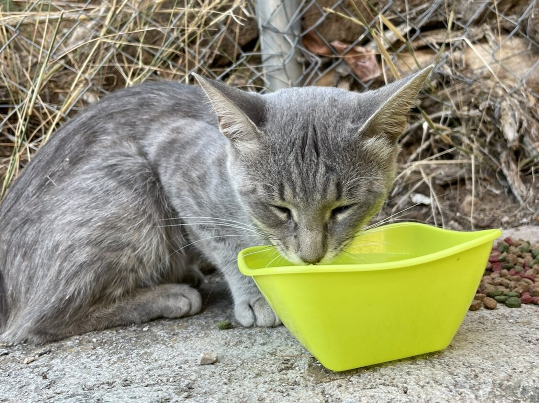 The Castalian Spring-德尔斐必去景点