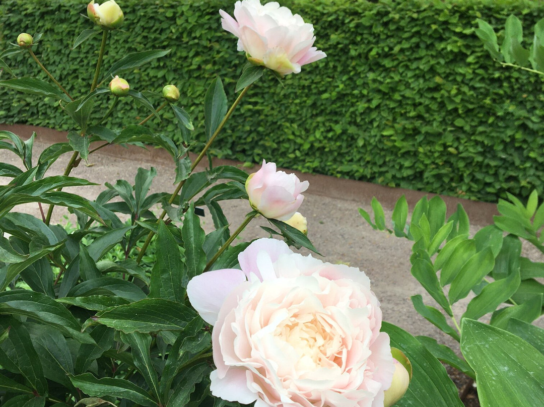 DBW's Botanical Garden-维斯比必去景点
