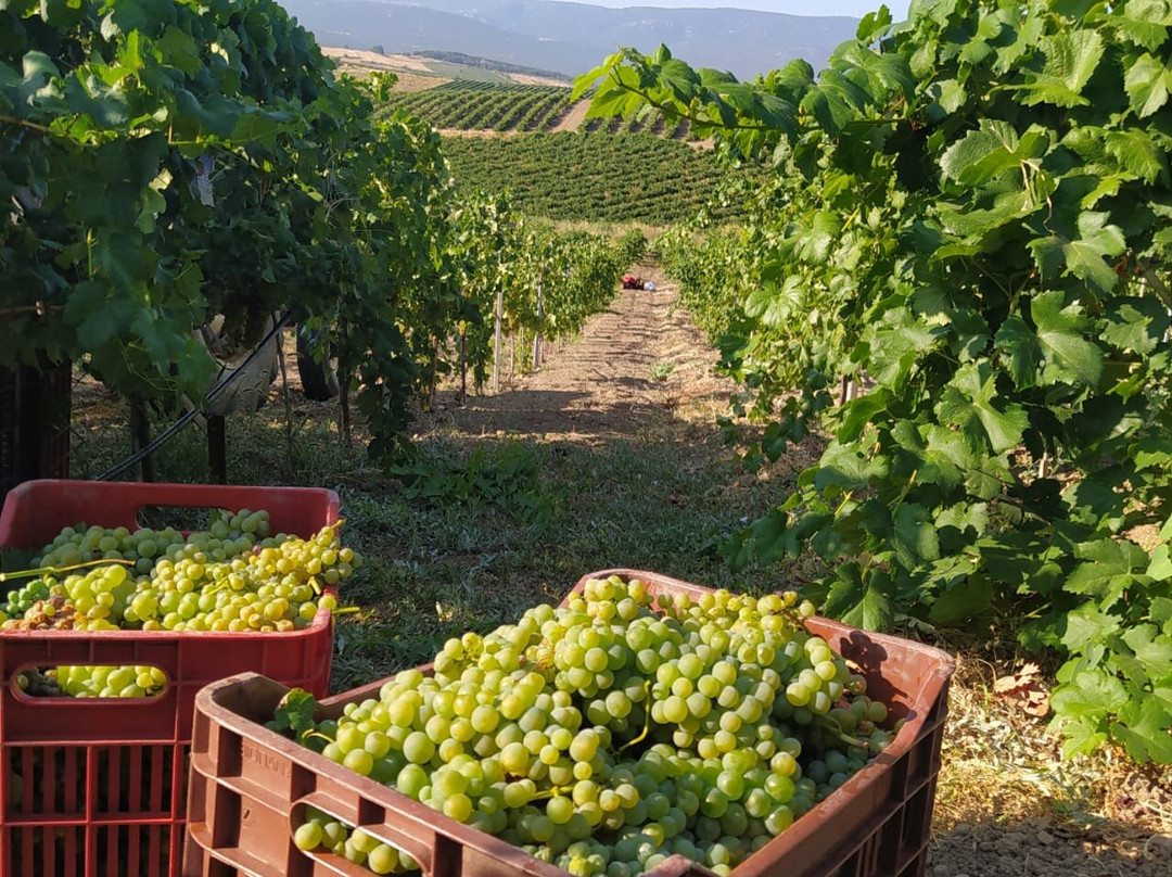 Skoumpris Winery, Evia Island景点图片