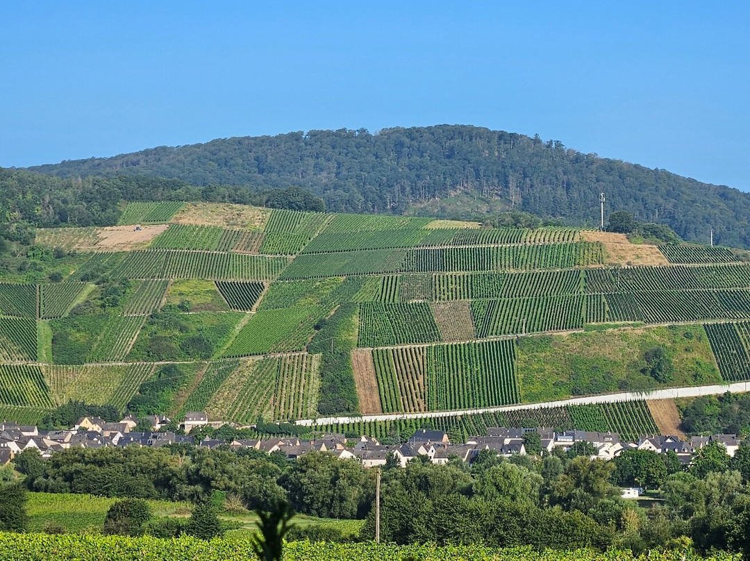 Weingut-Pension Tiliahof主图