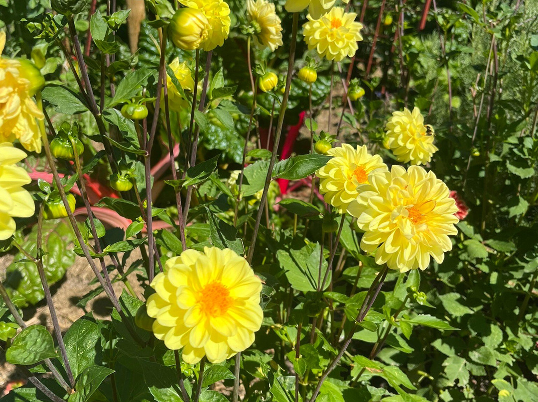 Mariebergsskogen-卡尔斯塔德必去景点