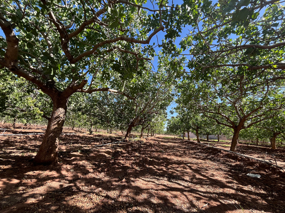 Heart of the Desert-阿拉莫戈多必去景点