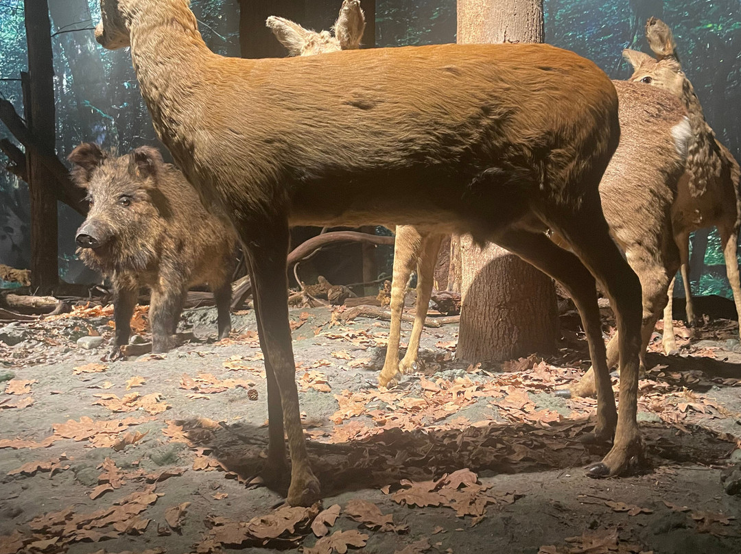 Nature And Forest Museum - Bialowieza National Park景点图片