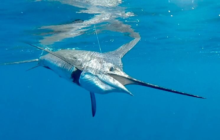 Game Fisher Maldives景点图片