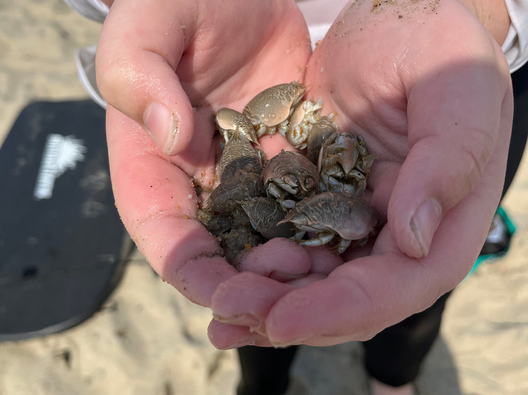 Deauville Beach-里霍博斯比奇必去景点