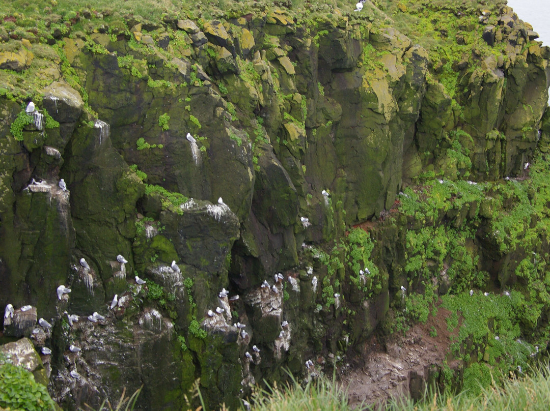 Latrabjarg bird cliffs景点图片
