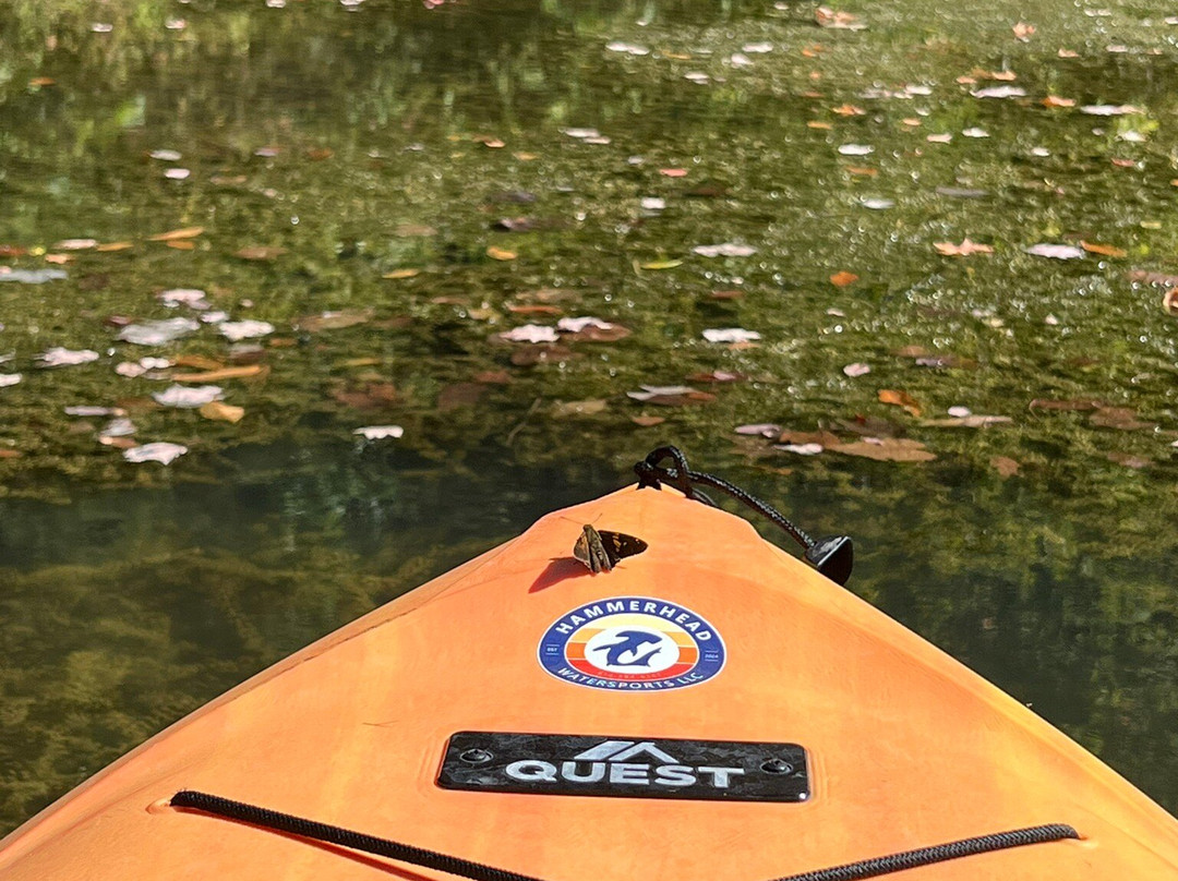 Hammerhead Watersports
