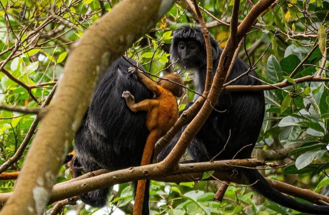 Jago Tour Guide-Tetebatu必去景点