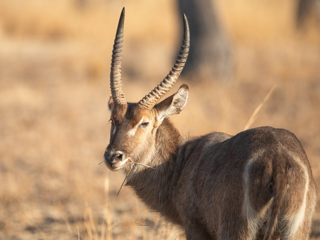 South Luangwa National Park-Mpika必去景点