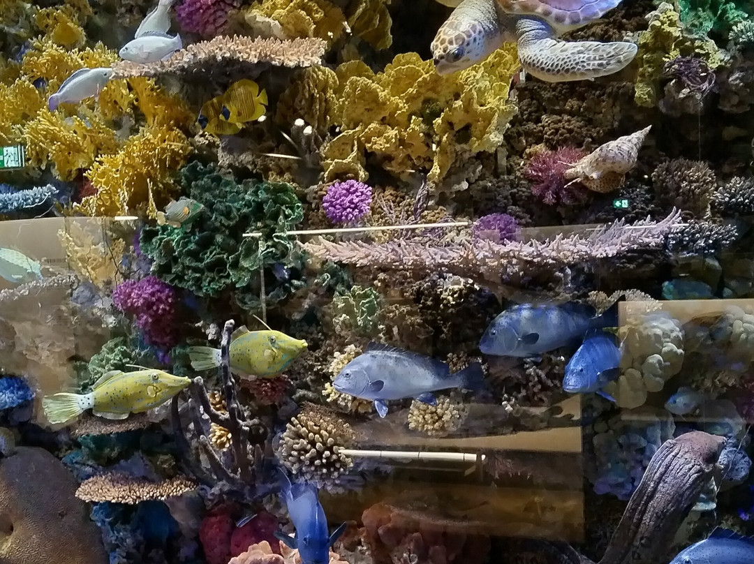Meeresmuseum-施特拉尔松德必去景点