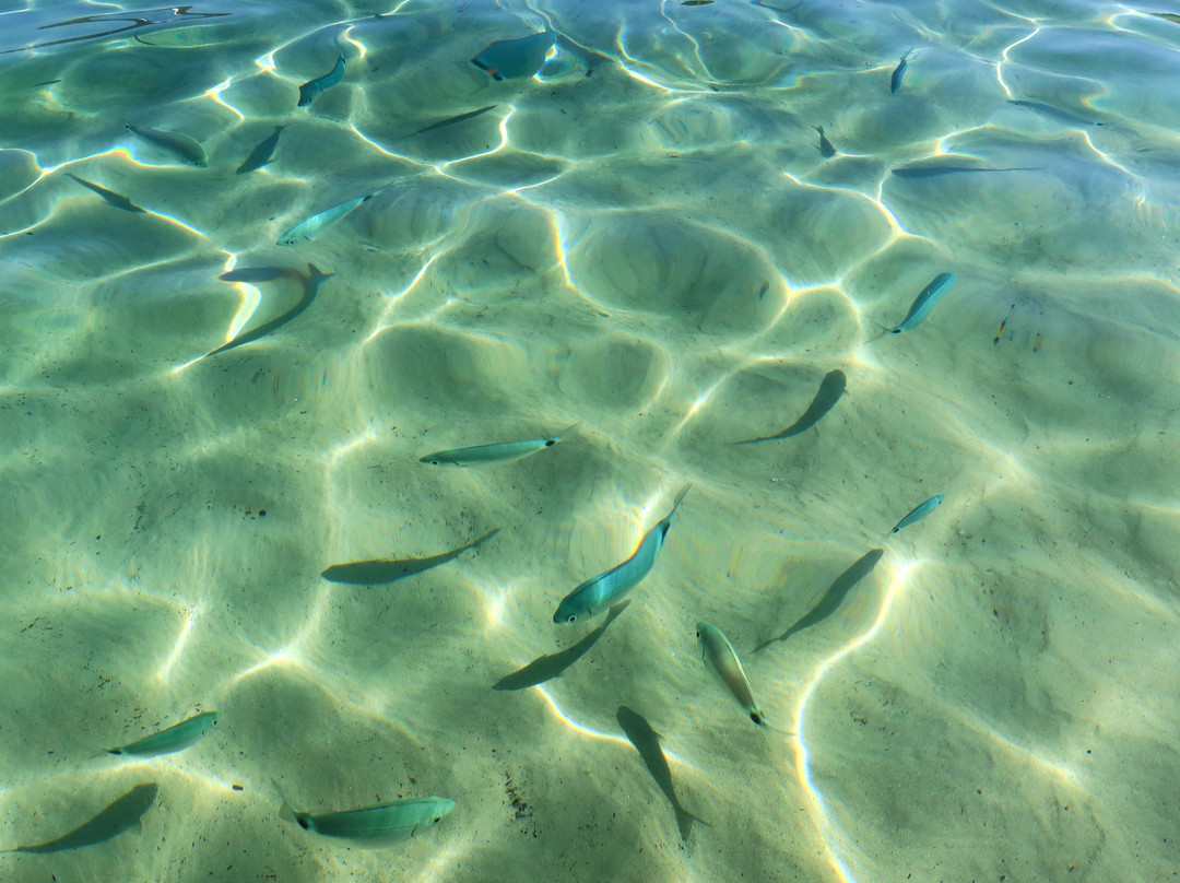 Le Farfalle - Cala Suaraccia Beach-San Teodoro必去景点