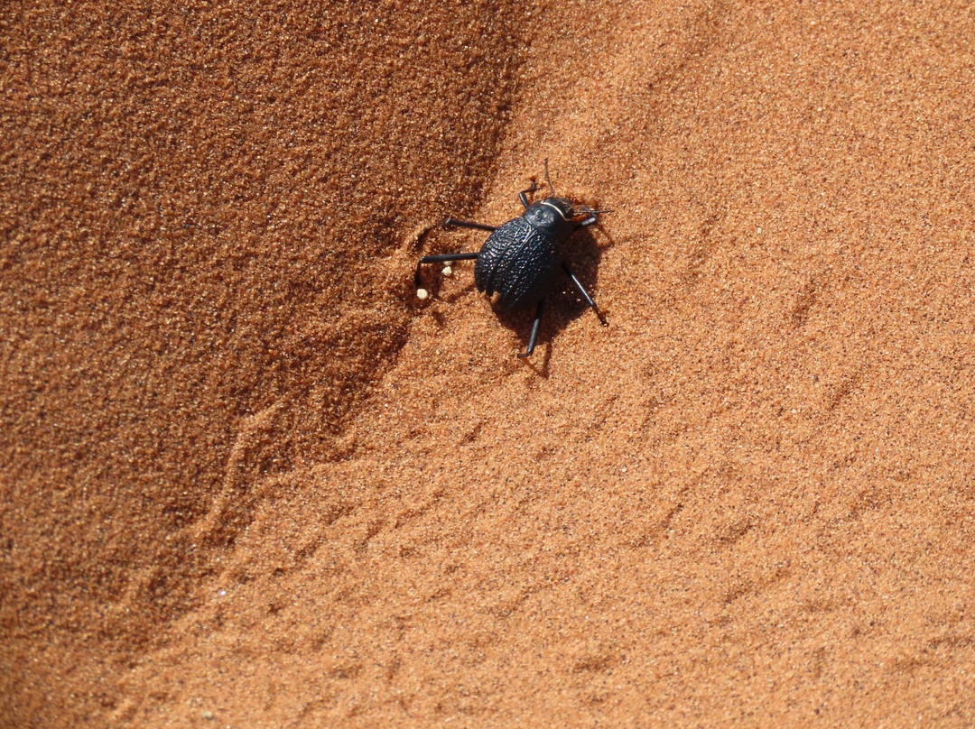 Namib-Naukluft National Park-赛斯瑞必去景点