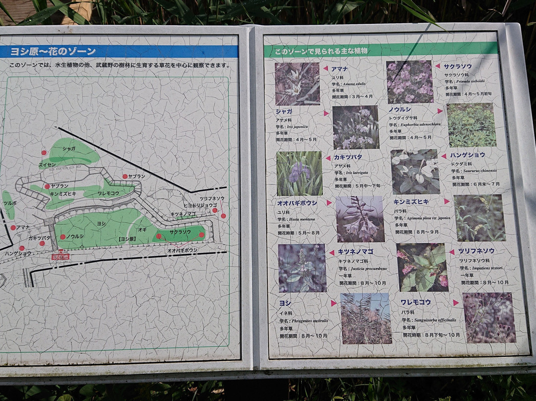 Jindai Aquatic Botanical Garden-调布市必去景点