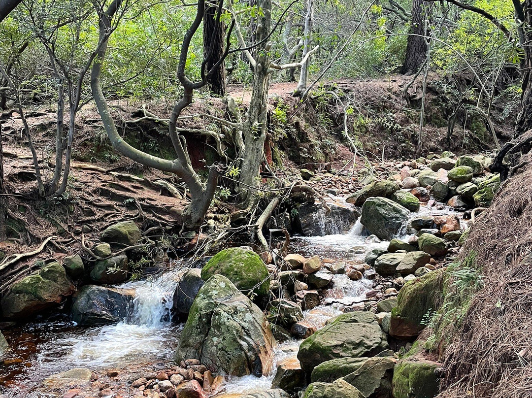 Newlands Forest景点图片