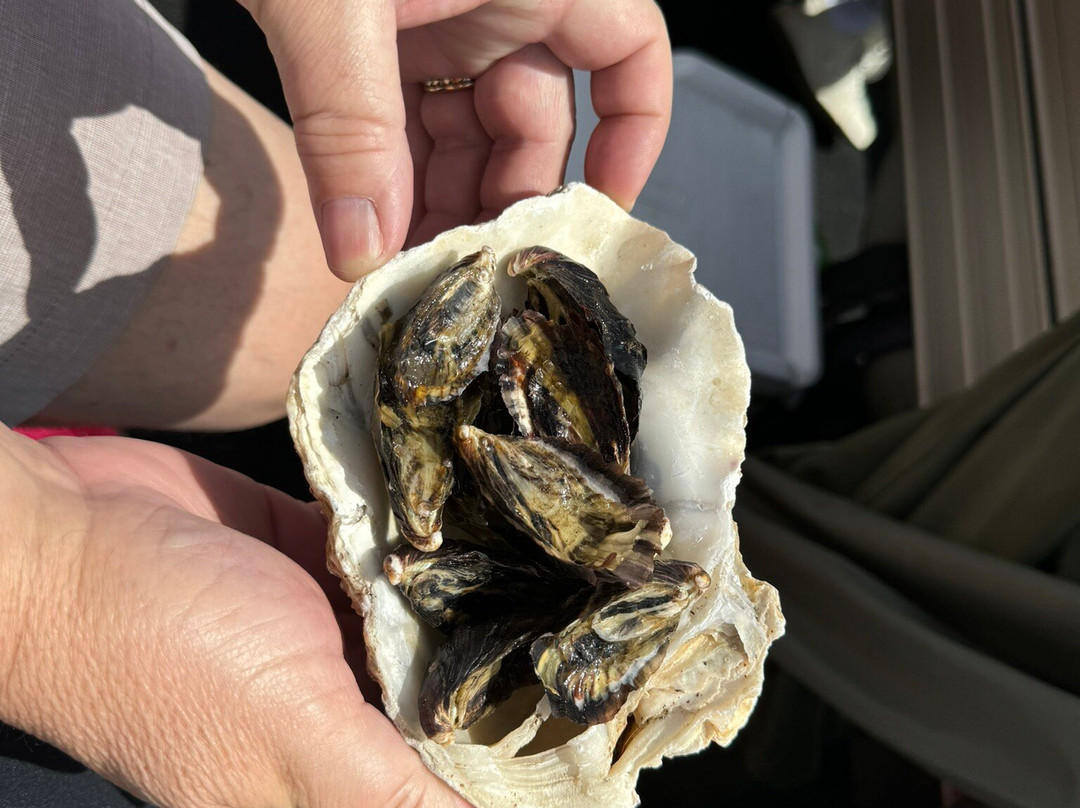 Sydney Oyster Farm Tours景点图片