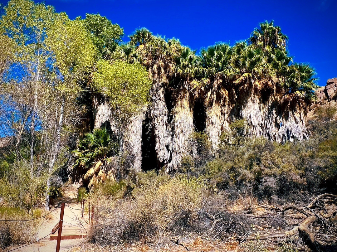 Cottonwood Spring-约书亚树国家公园必去景点