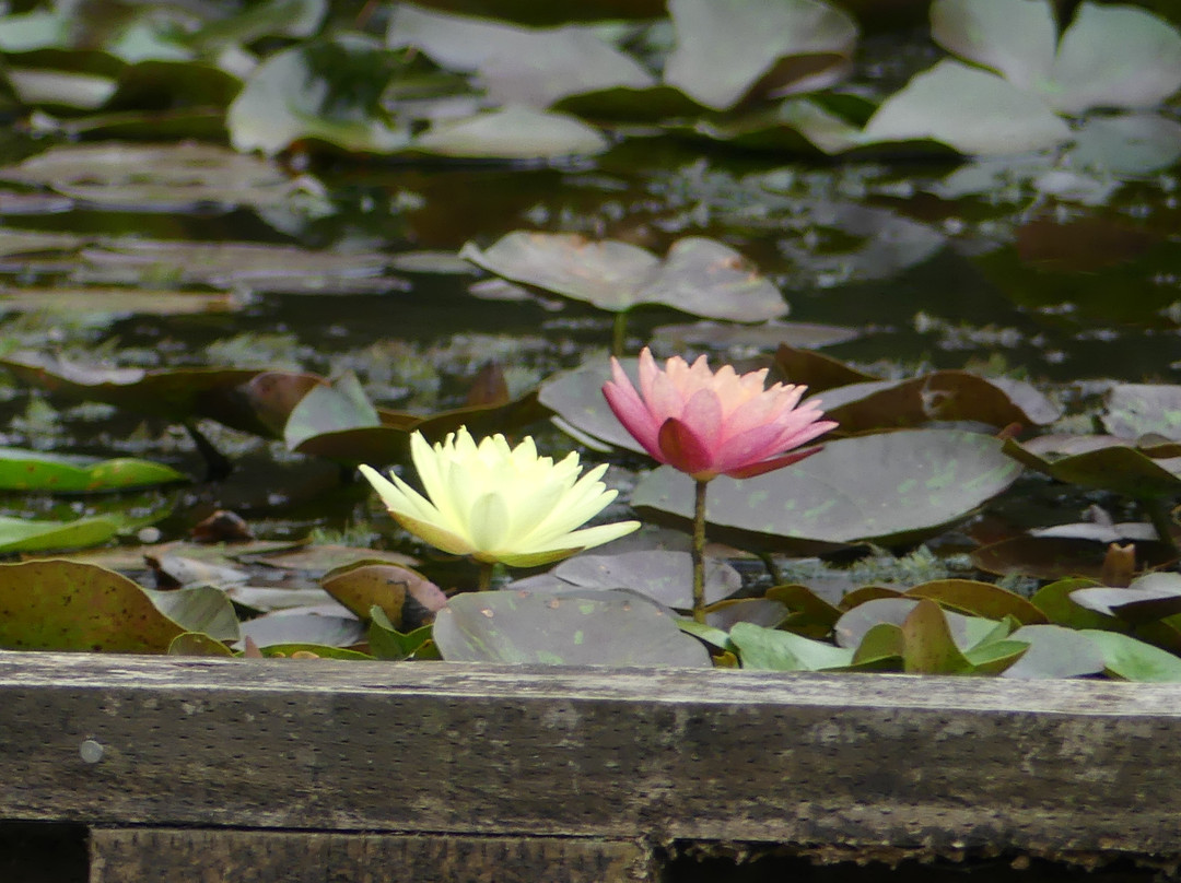 Wallis Creek Watergarden景点图片
