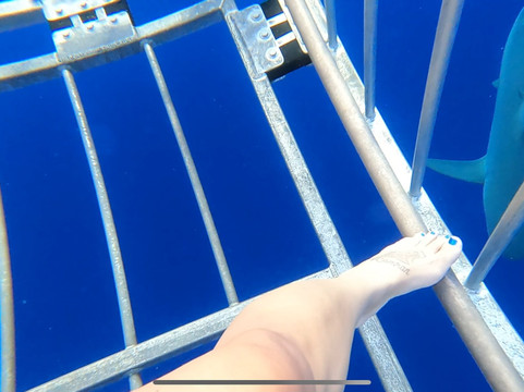 Haleiwa Shark Tours-哈雷瓦必去景点