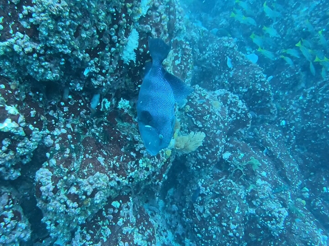Costa Rica Adventure Divers景点图片