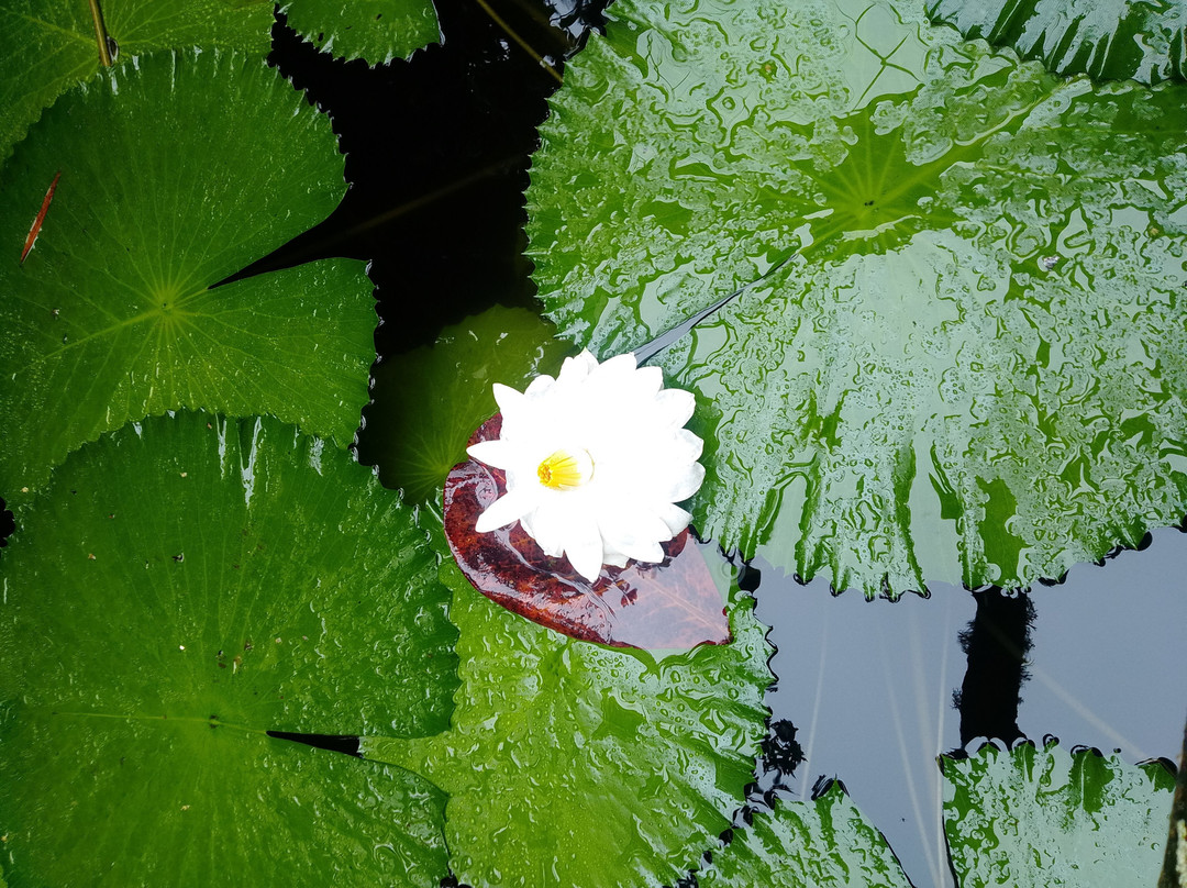 Nine Mile Resort Village & Travel-Nine Mile必去景点