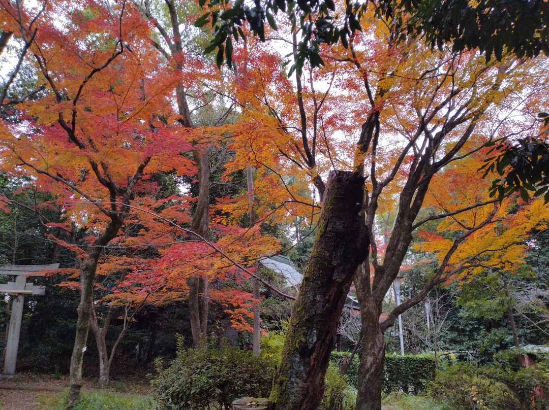 Muko Shrine-向日市必去景点