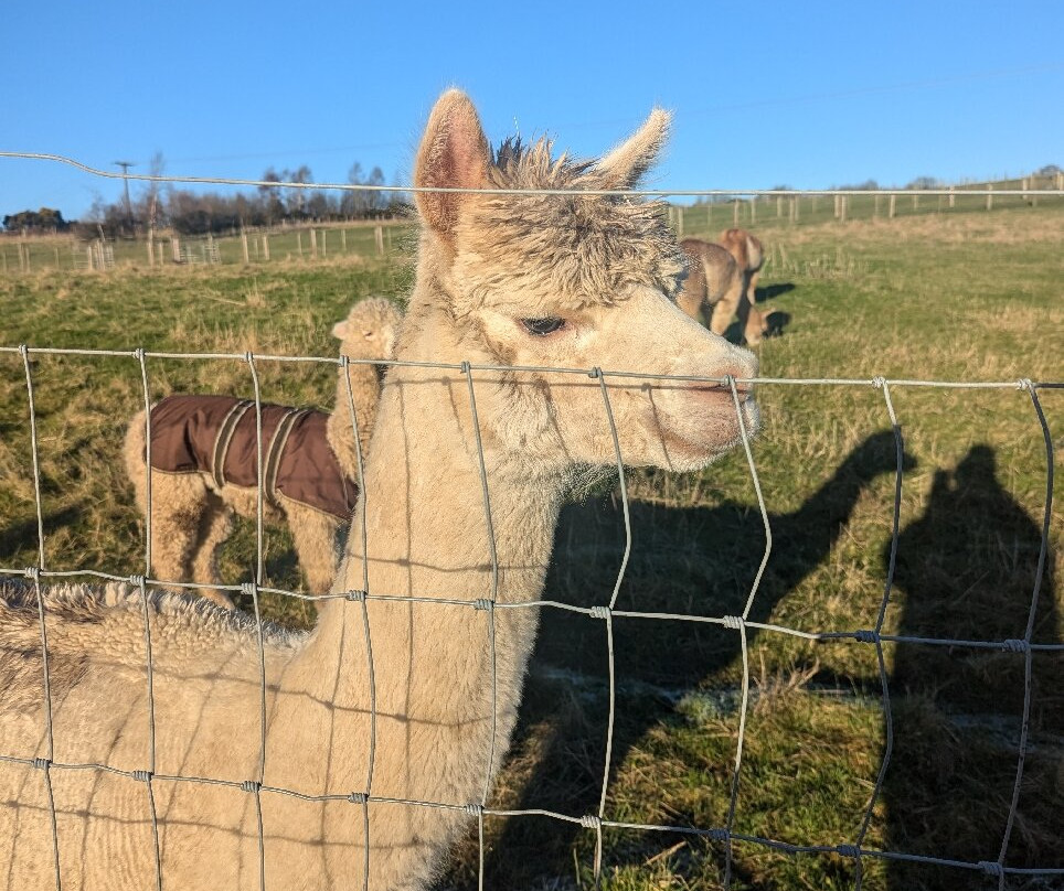 Beacon Alpacas景点图片