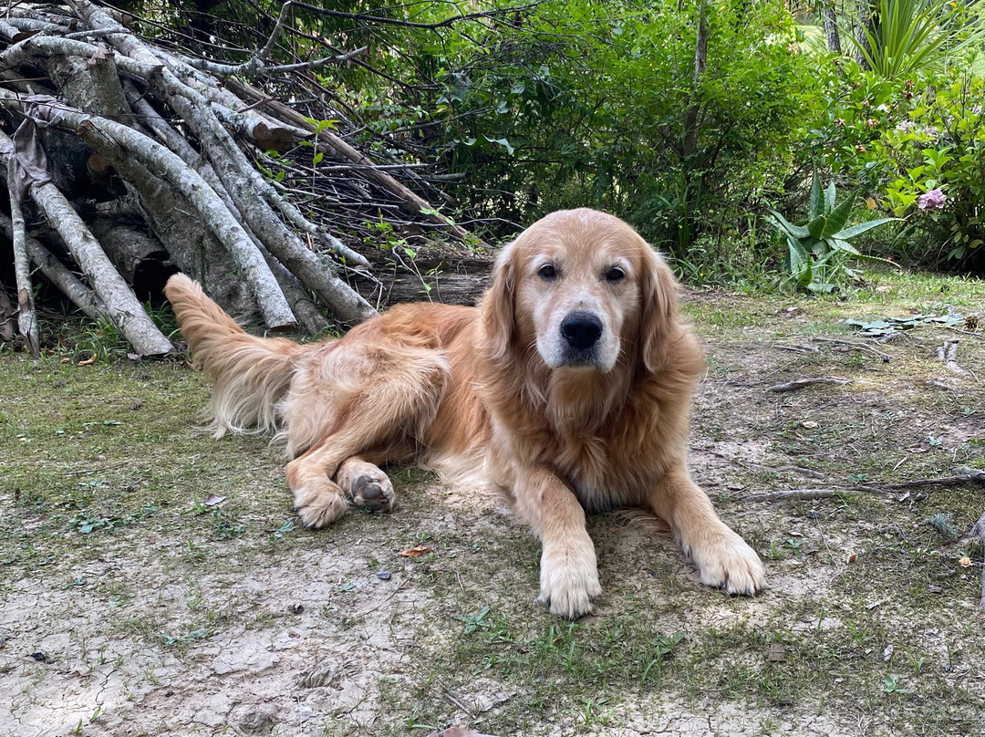 Gaia Hostal Delta主图