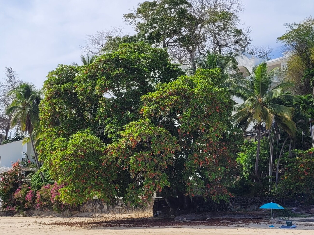 Playa Cacique景点图片