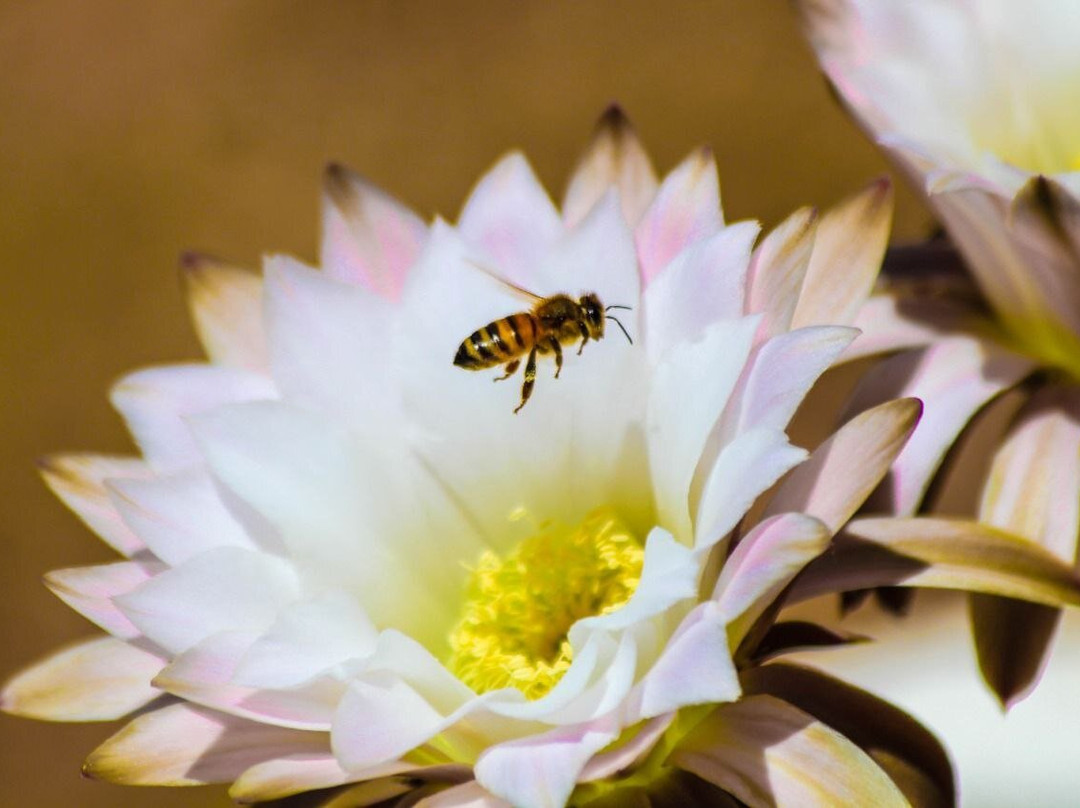 Il Vigneto Bed And Breakfast主图