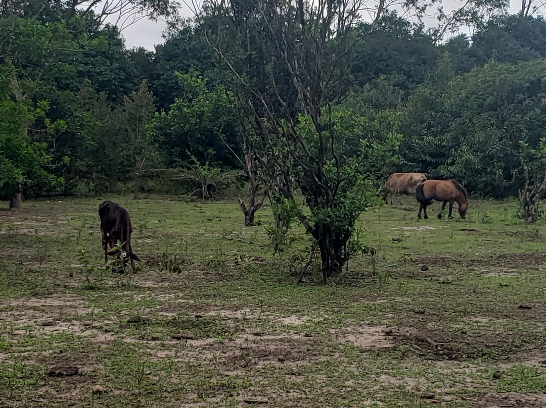 Ipe Park-Sao Benedito必去景点