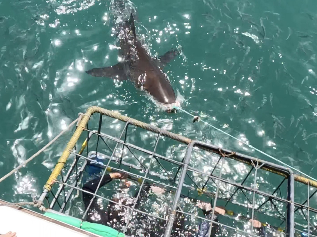 White Shark Divers-干斯拜必去景点