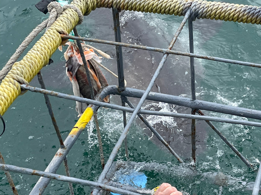 White Shark Divers-干斯拜必去景点