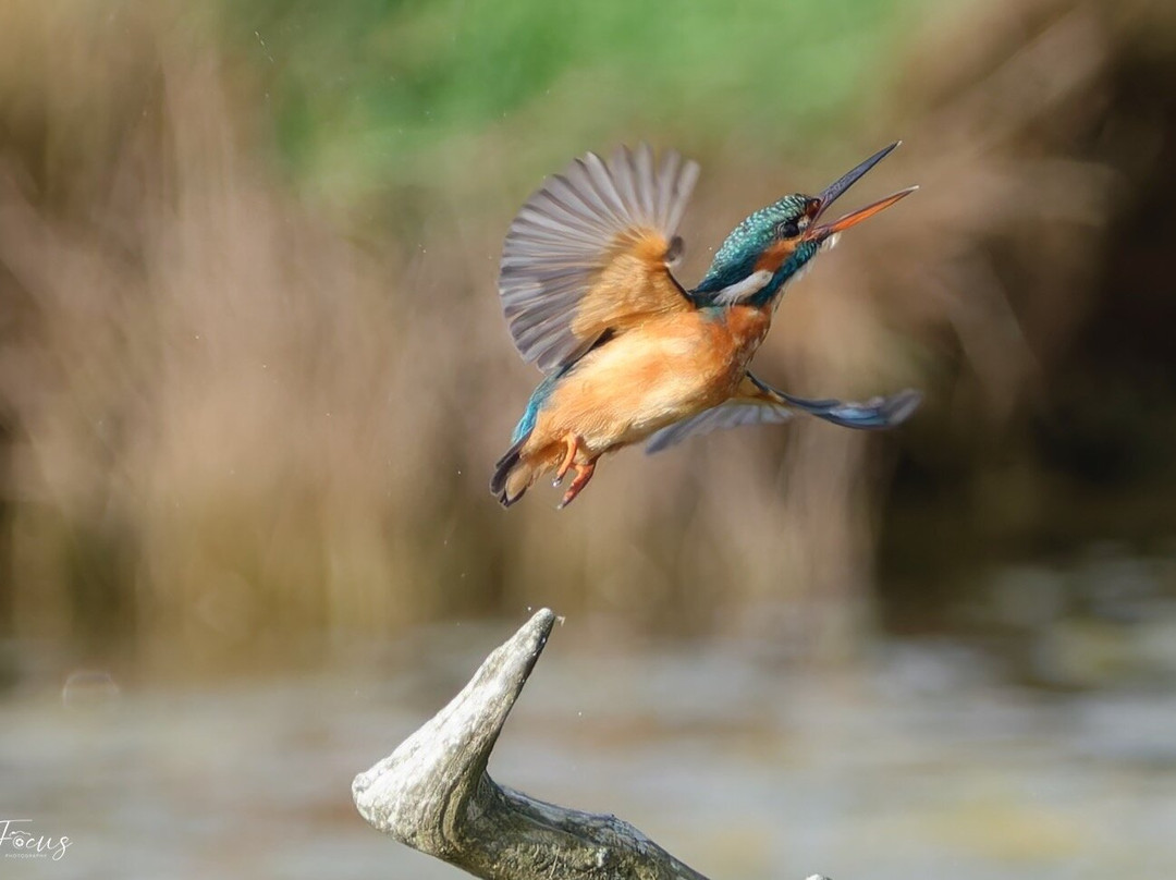 Hersey Nature Reserve-怀特岛必去景点