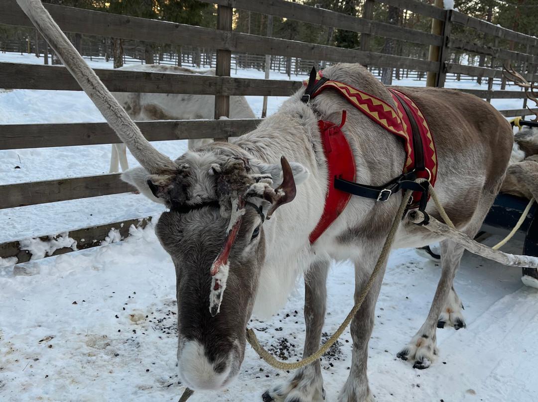 Snow Fun Safaris Lapland-Akaslompolo必去景点